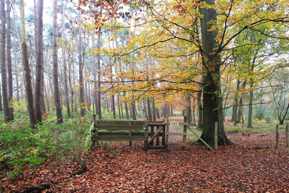 Heidebos in Moerbeke, Flanders - Ask AI | mindtrip