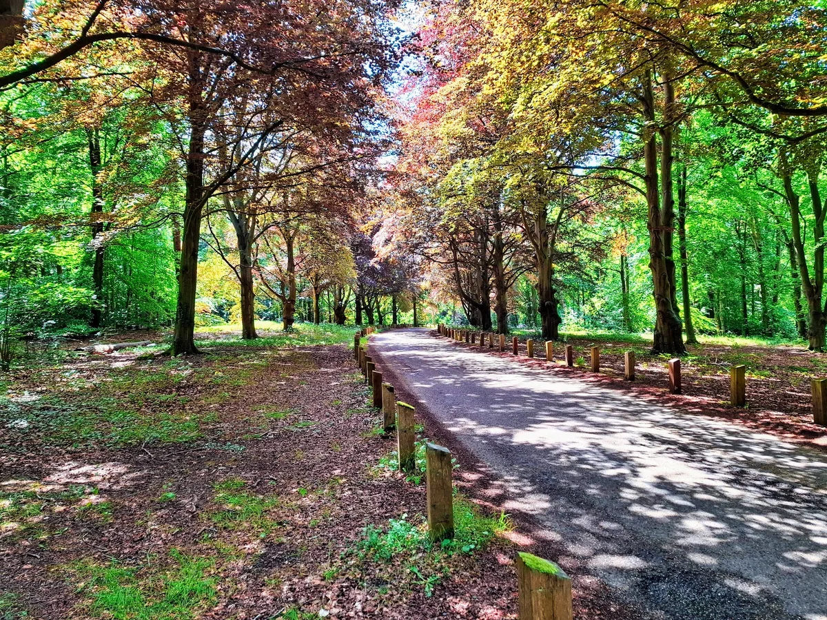 Brandon Country Park in Brandon, England - Ask AI | mindtrip