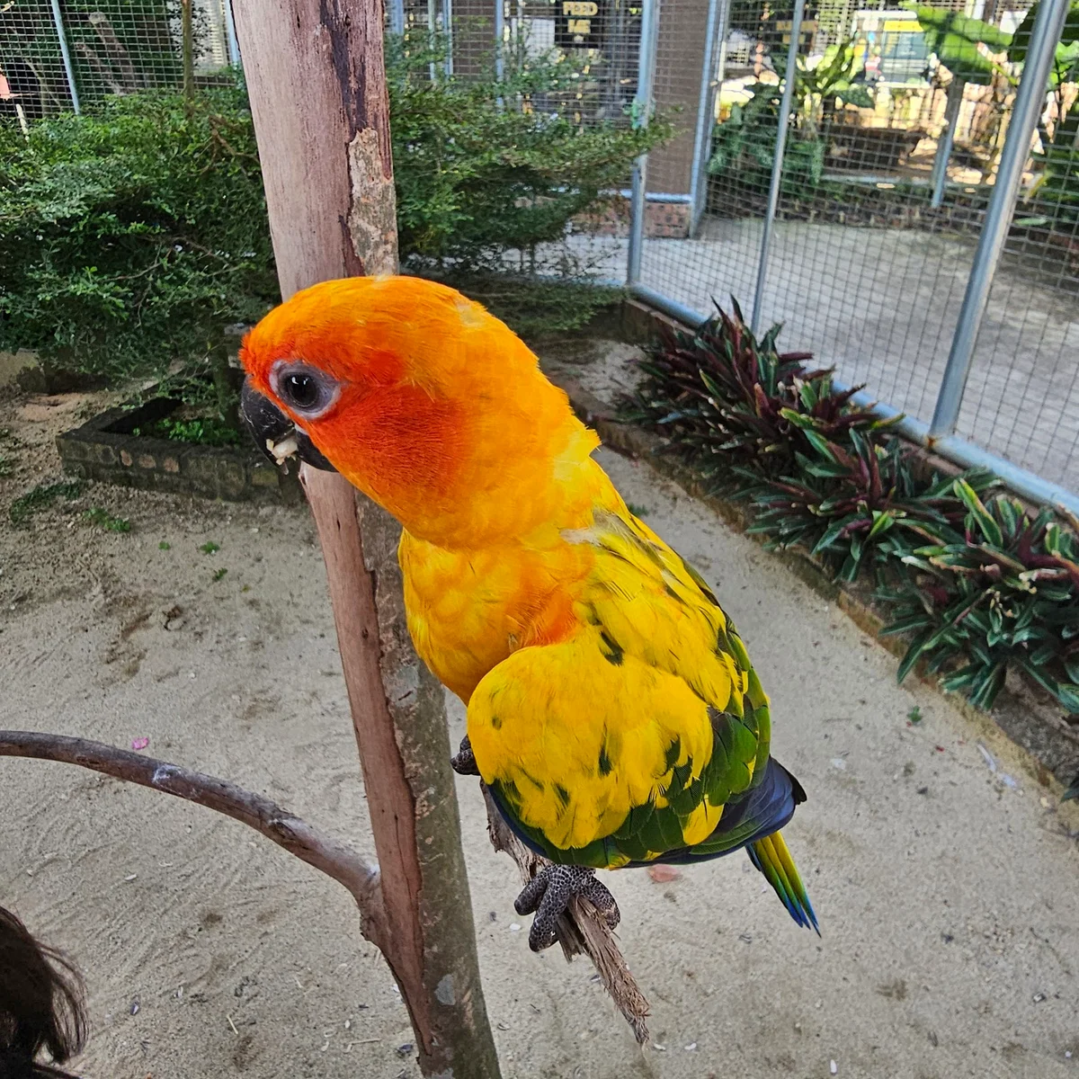 Zoo Rimba Razia in Kuala Berang - Ask AI | mindtrip