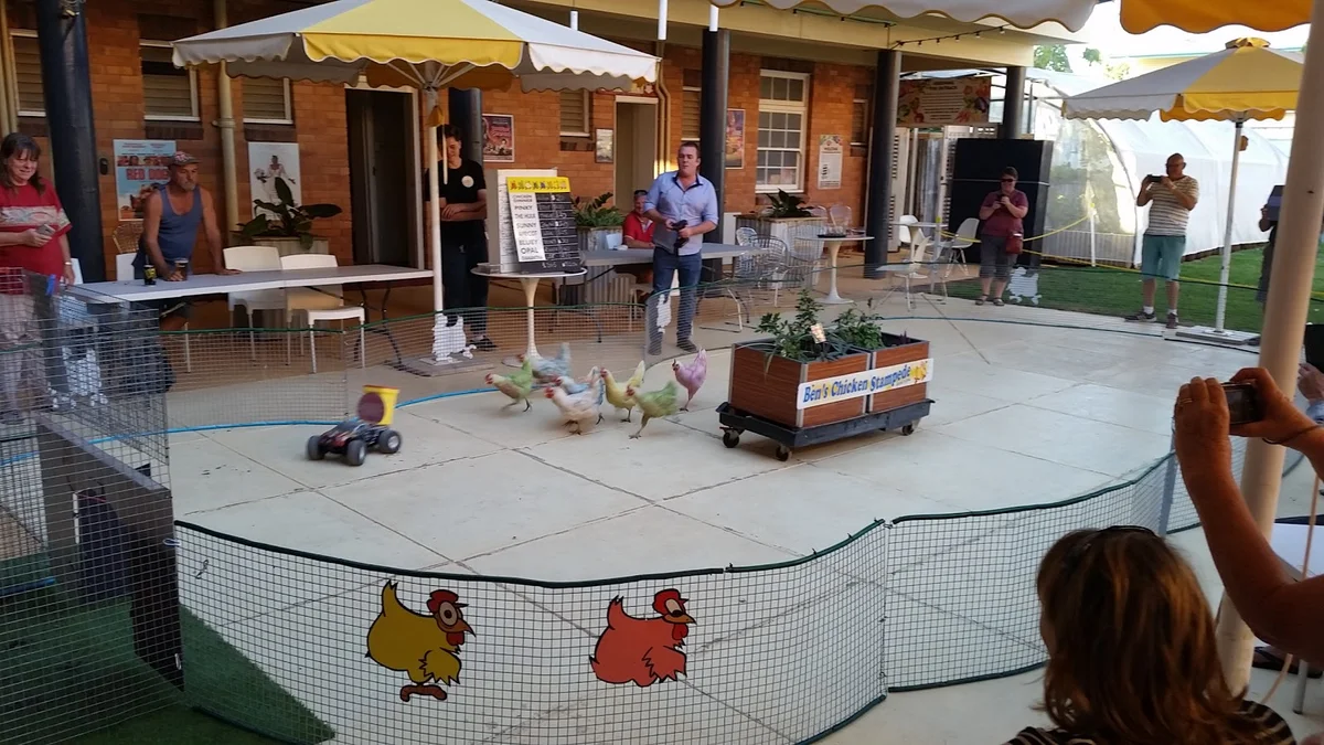 Ben's Chicken Racing Tambo | What to Know Before You Go