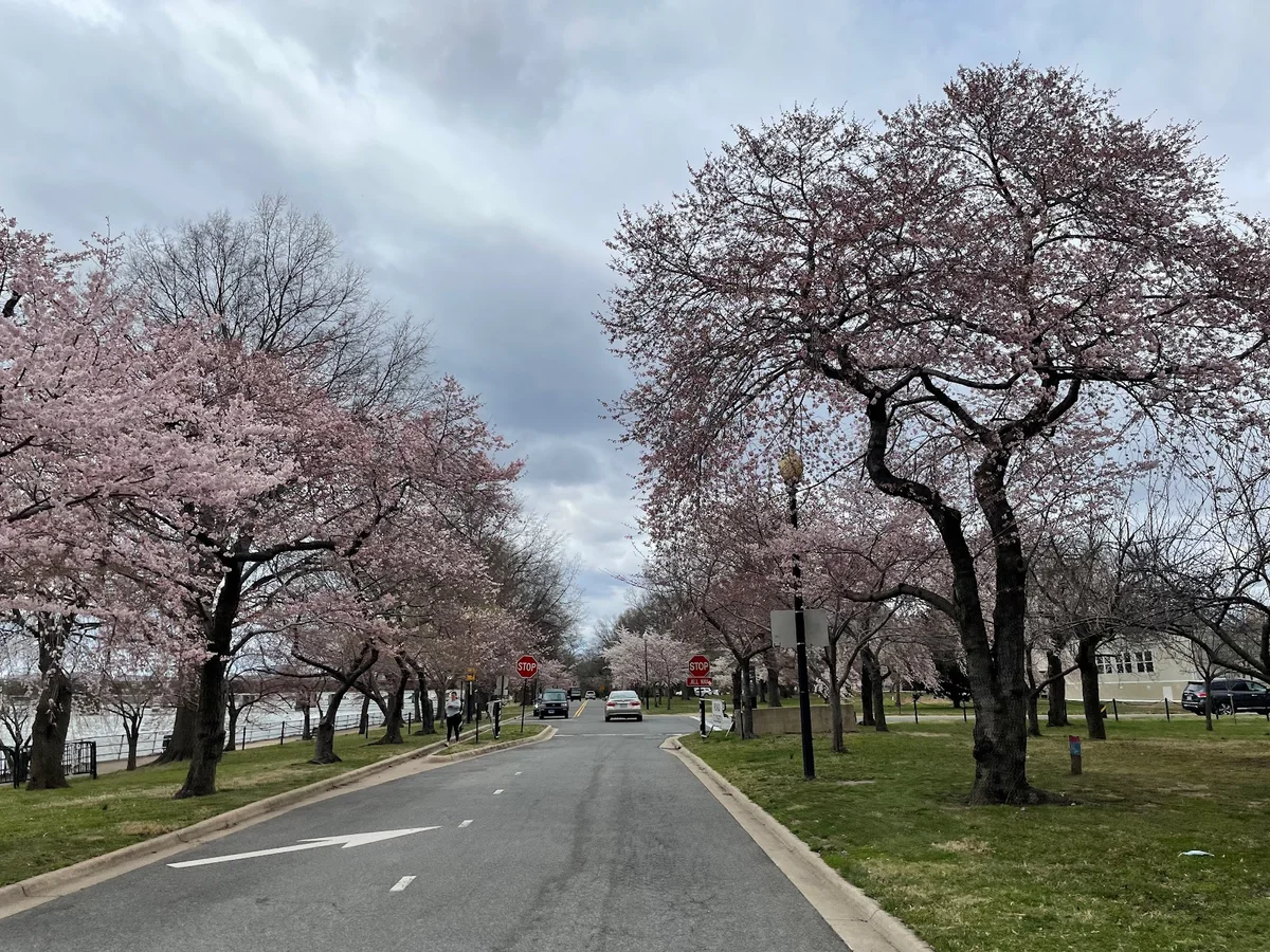 Hains Point in Washington DC | What to Know Before You Go