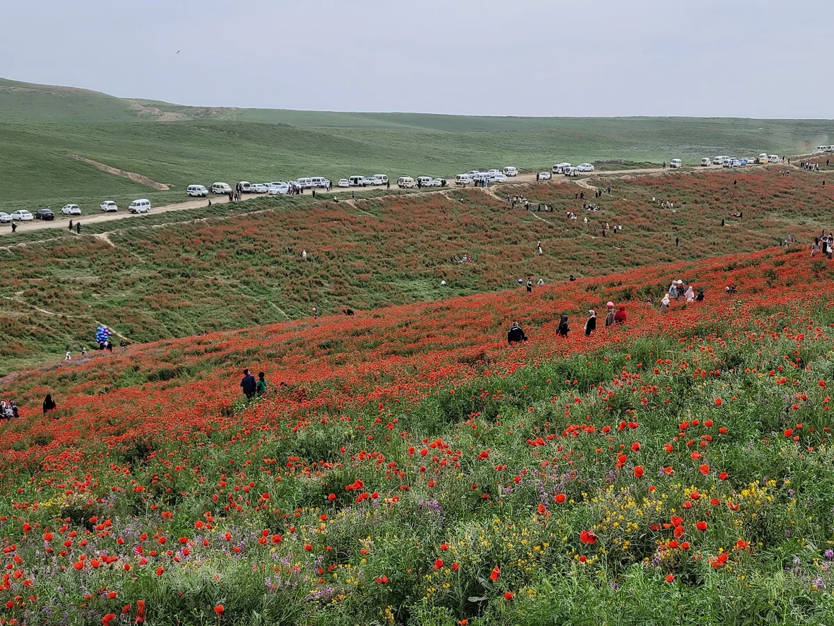 Lolazor in Andijan, Andijan region | Ask Anything