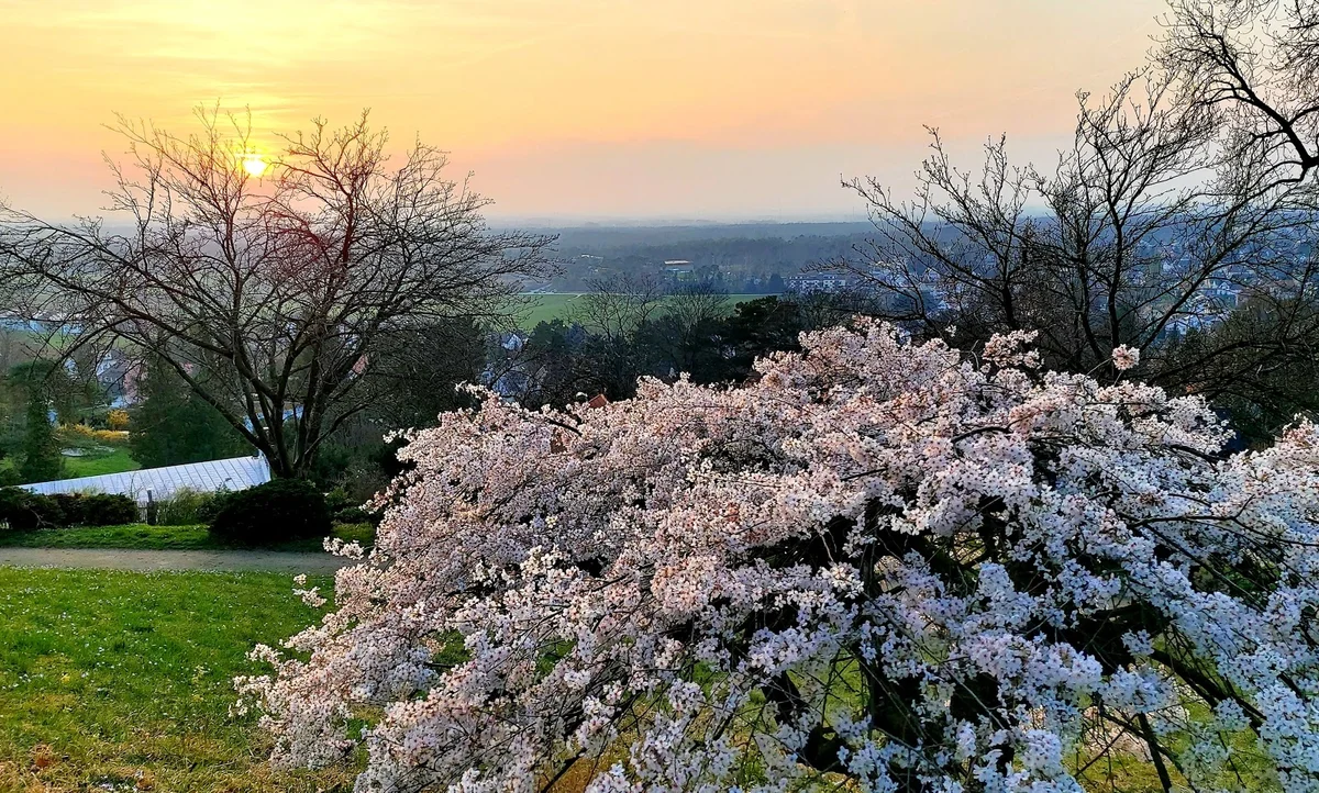 Seeheim-Jugenheim in Seeheim-Jugenheim - Ask AI | mindtrip