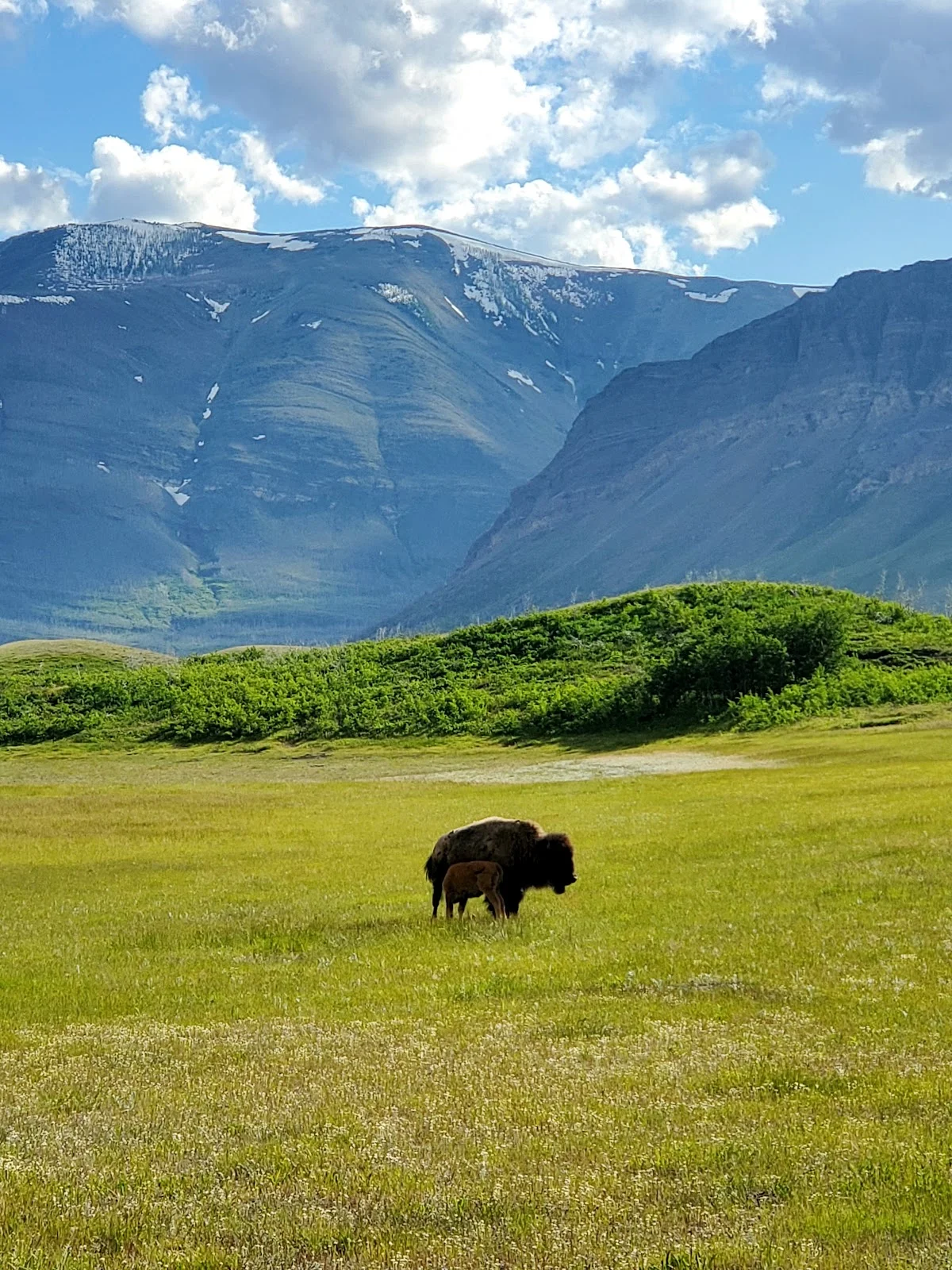 Waterton Lakes National Park Bison Paddock