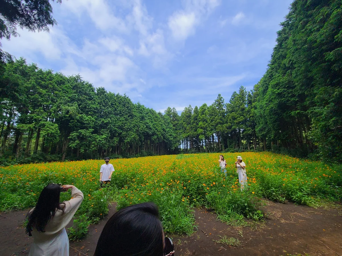 Secret Forest in Jeju, Jeju-do - Ask AI | mindtrip