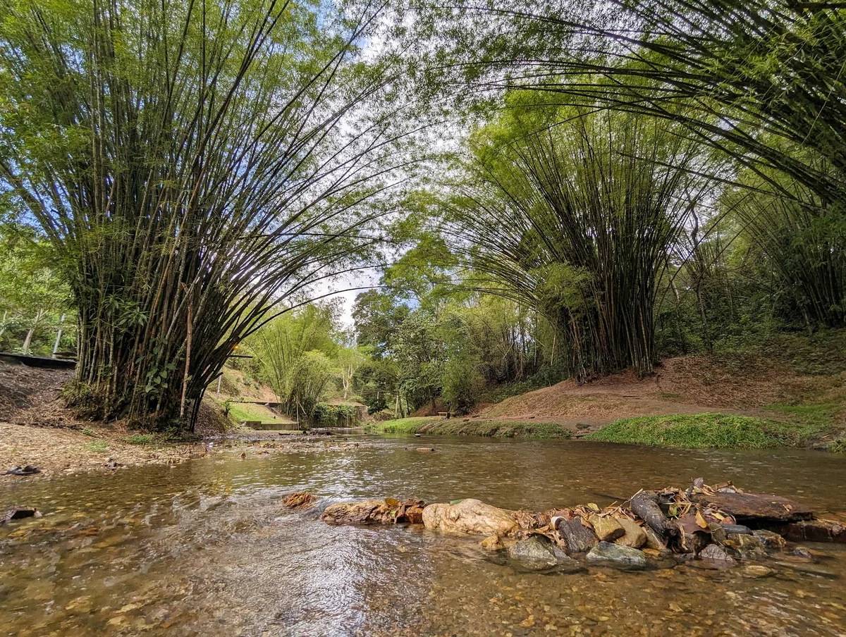 Caura River in Caura - Ask AI | mindtrip