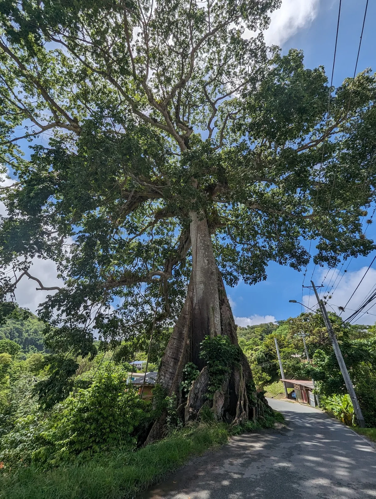 Remarkable Silk Cotton Tree | What to Know Before You Go