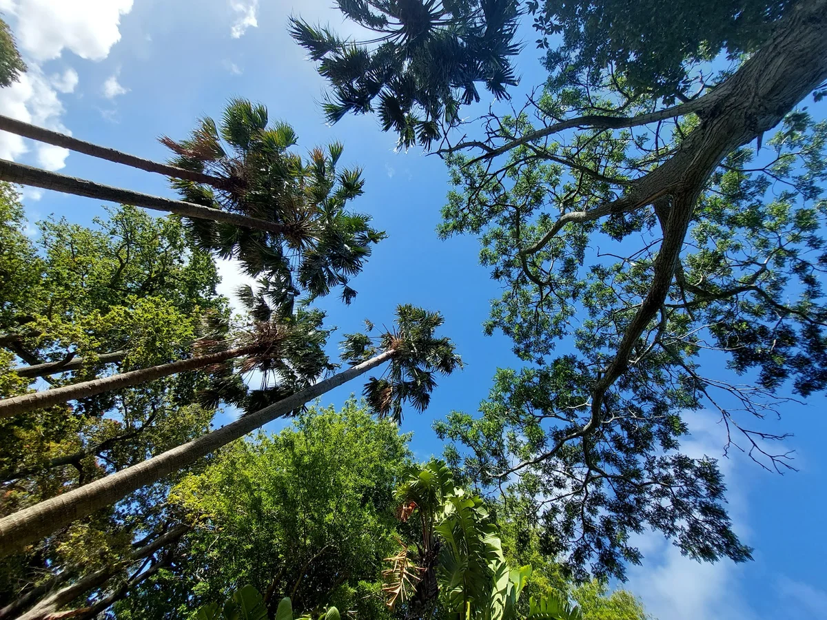 Wynberg Park in Cape Town | What to Know Before You Go