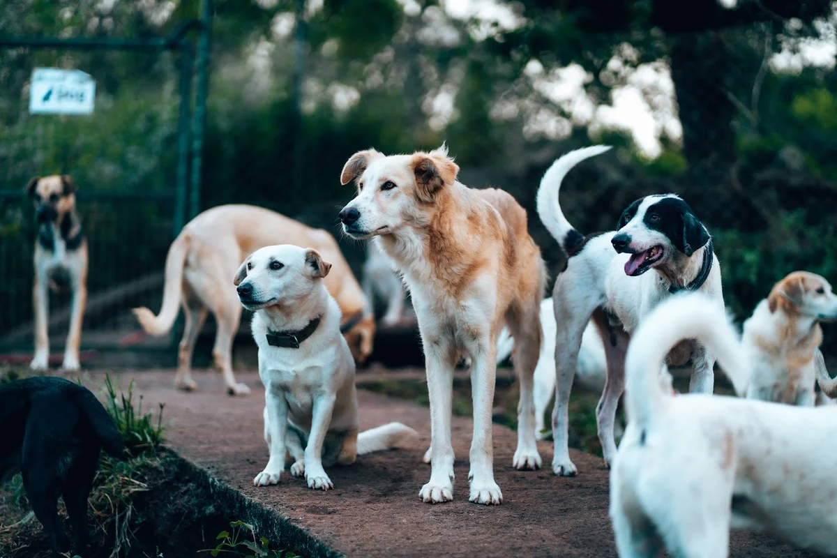 Indie's World Association - Dog Rescue