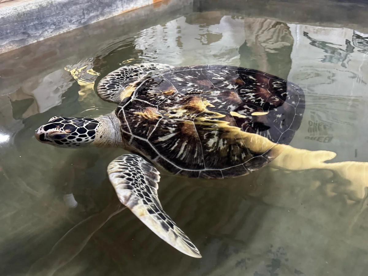 Sea Turtle Farm & Hatchery koggala (Sea turtle conservation project)