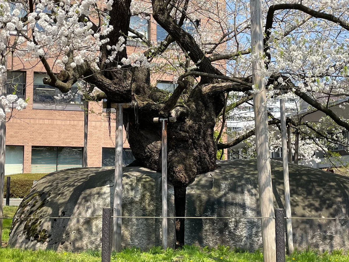 Ishiwarizakura (The Rock-Splitting Cherry Tree)