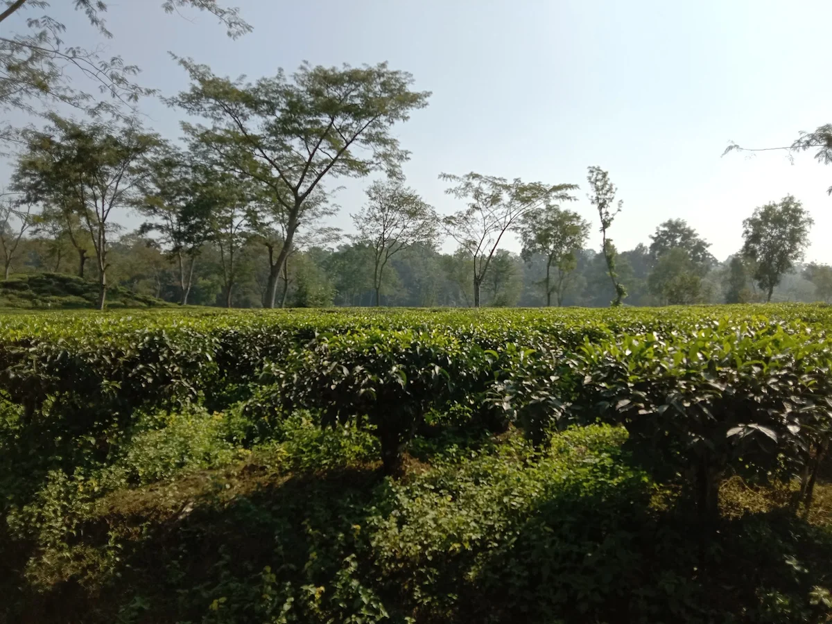 Kalapahar in Kulaura | What to Know Before You Go