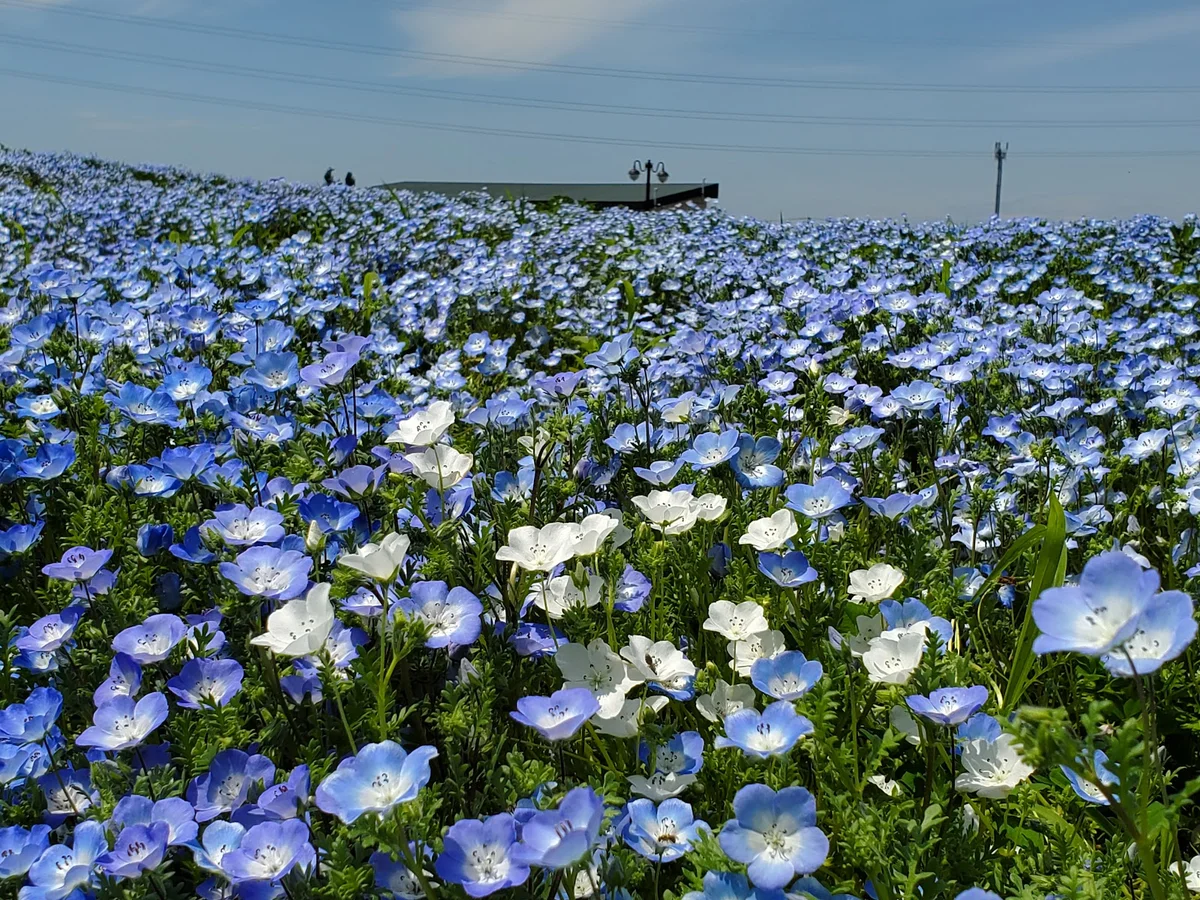 Sapporo Satoland in Sapporo, Hokkaido - Ask AI | mindtrip