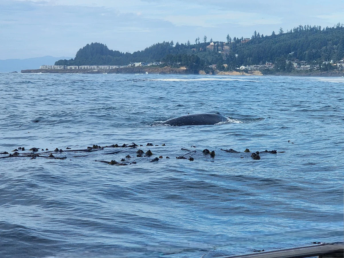 Tradewinds Charters in Depoe Bay, Oregon - Ask AI | mindtrip