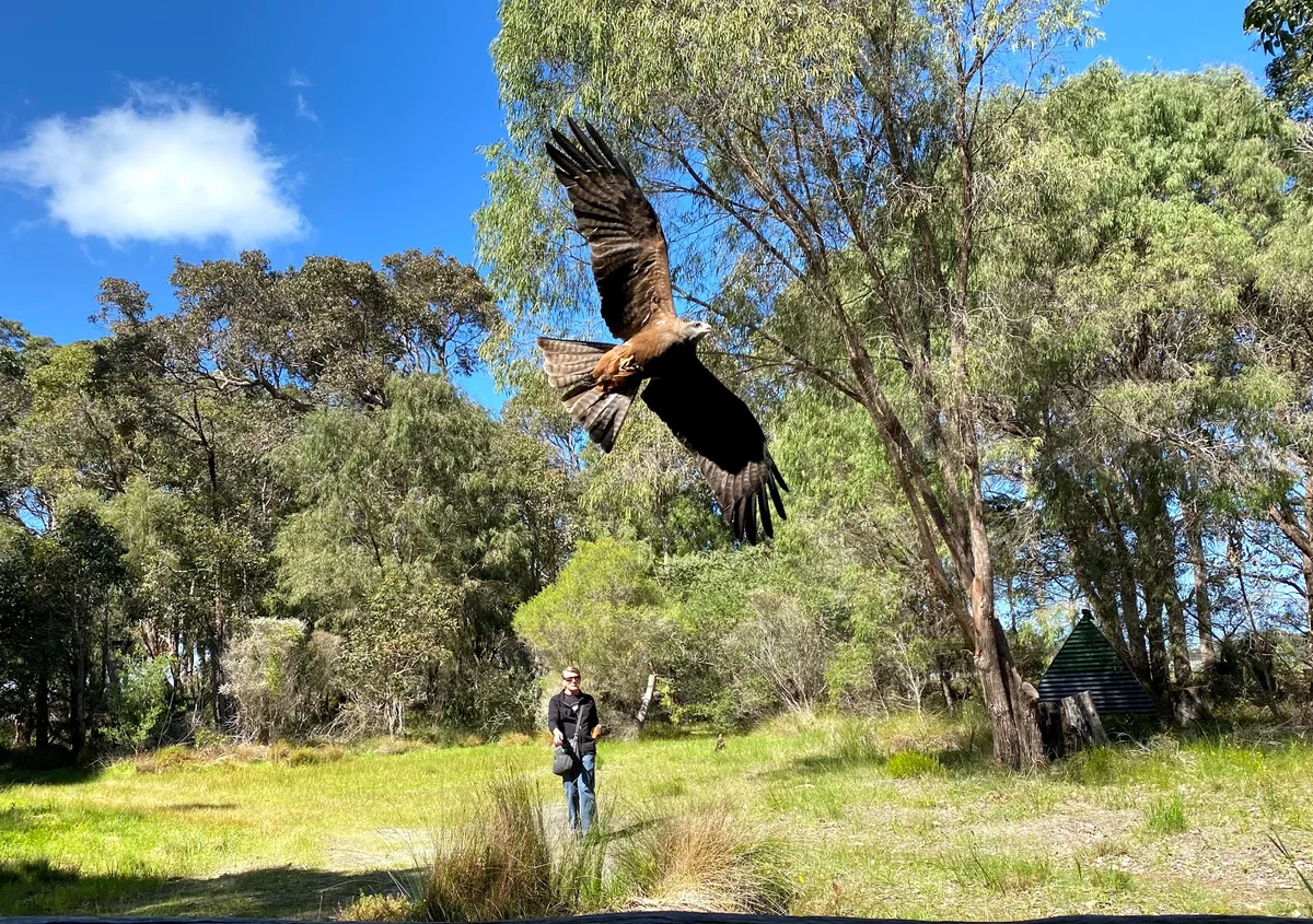 Capes Raptor Centre | What to Know Before You Go