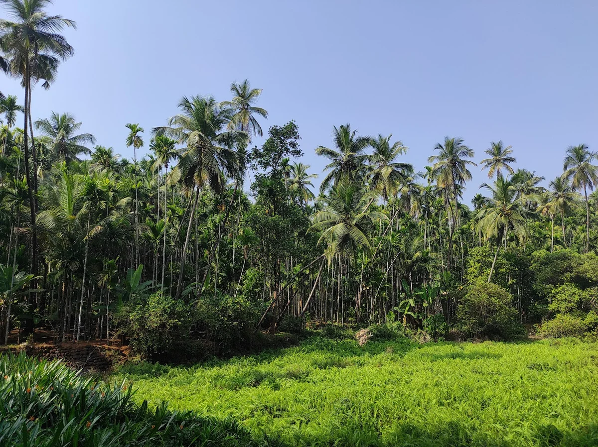 Savoi Plantation in Betki, Goa | What to Know Before You Go