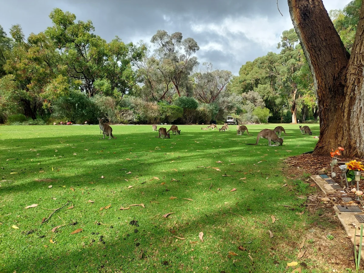 Pinnaroo Valley Memorial Park | What to Know Before You Go