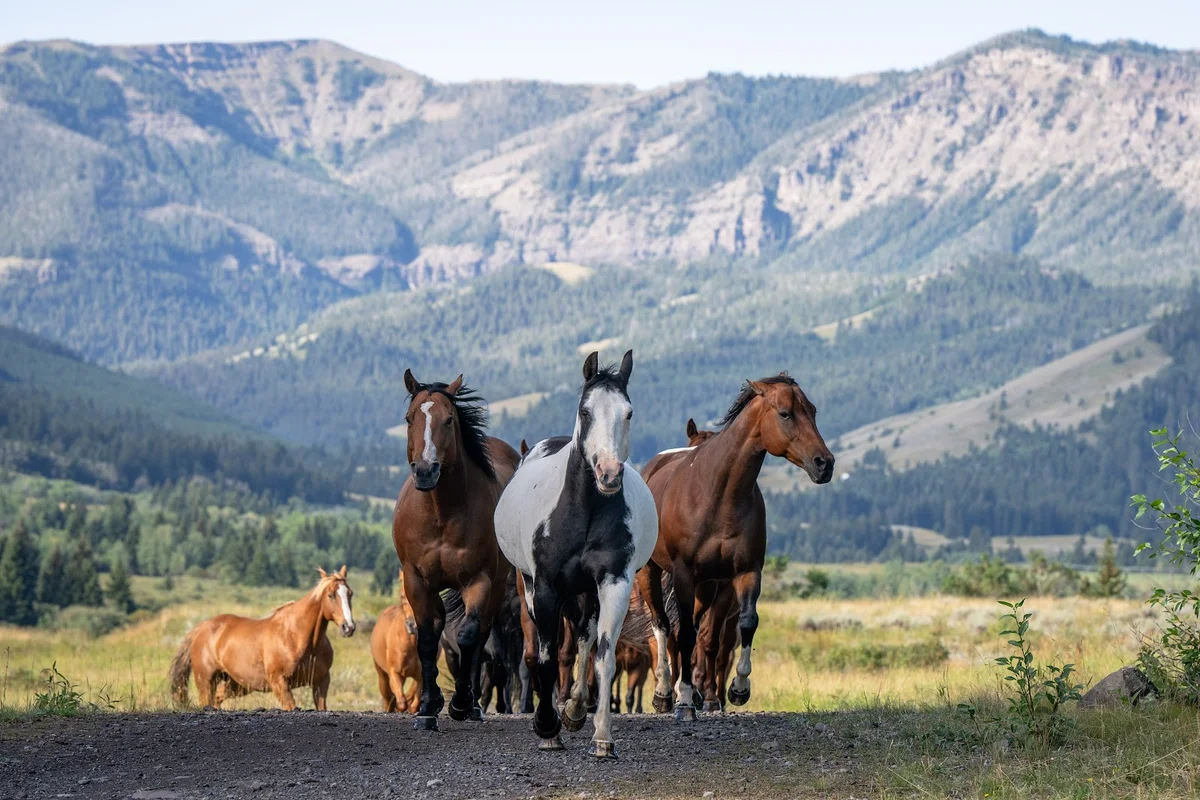 B Bar Ranch in Montana | What to Know Before You Go