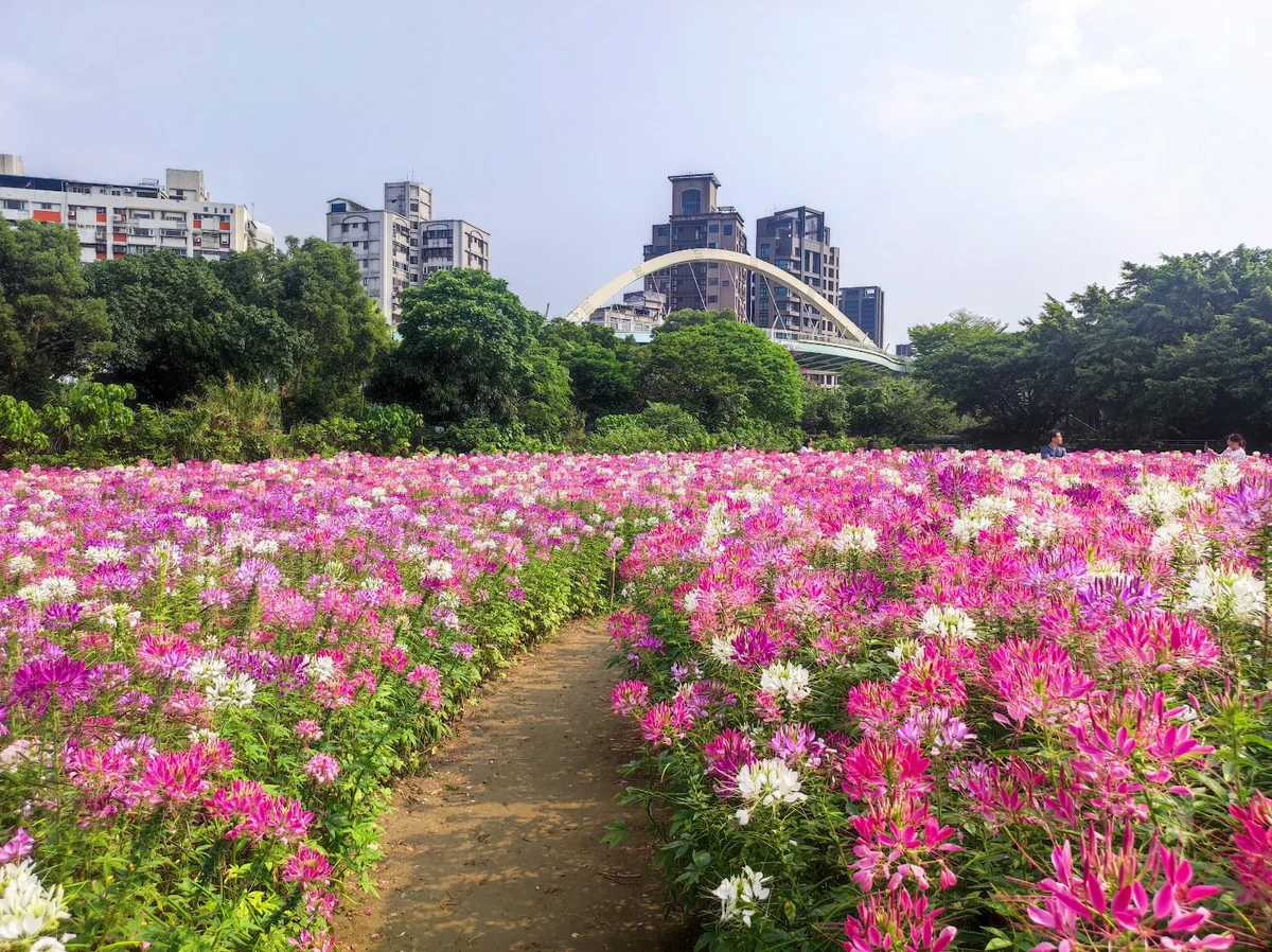 Guting Riverside Park in Zhongzheng District | Ask Anything