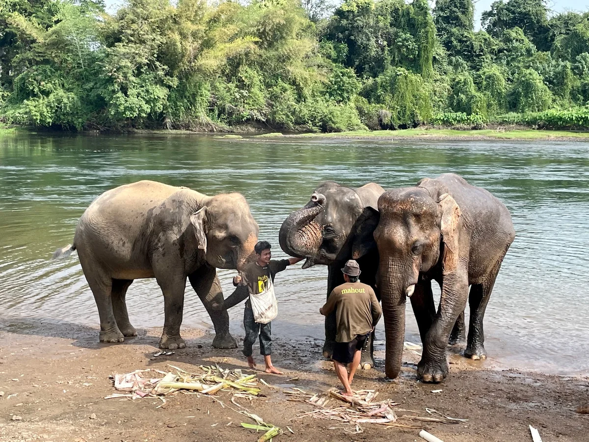 Elephants World in Kanchanaburi | What to Know Before You Go