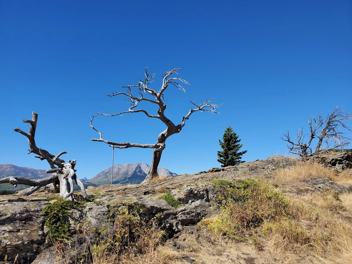 Burmis Tree in Bellevue, Alberta - Ask AI | mindtrip