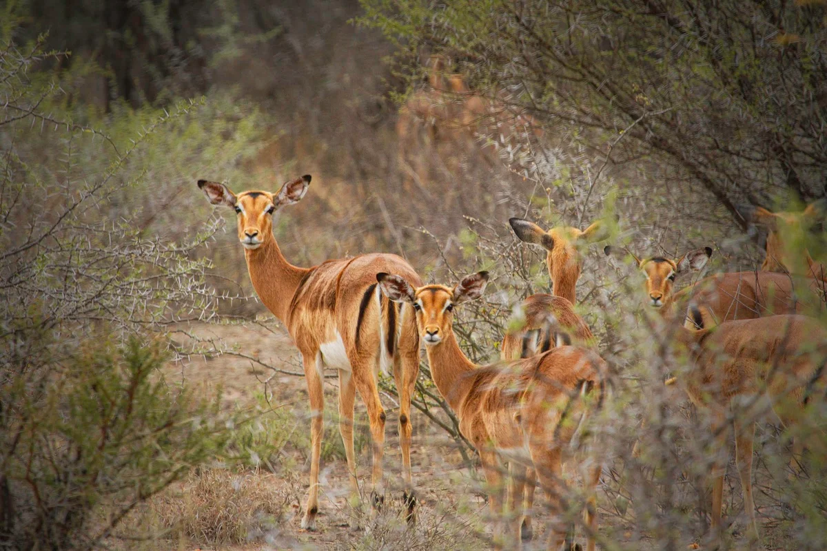 Inkulu Adventures in Limpopo - Ask AI | mindtrip
