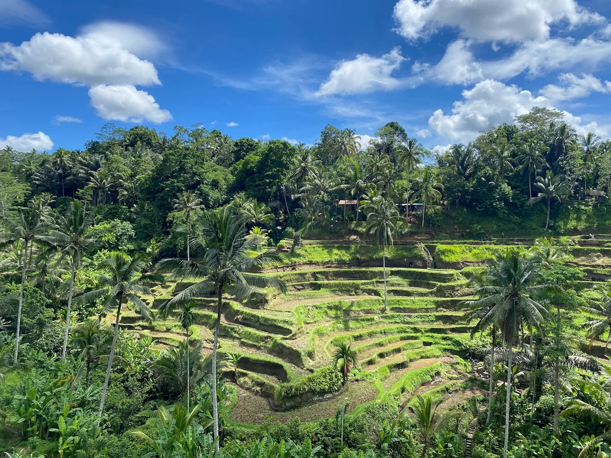 Tegallalang Rice Terrace in Bresela - Ask AI | mindtrip