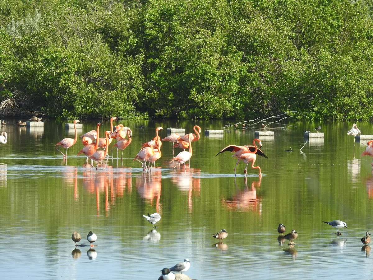 Wildlife Observation Area | What to Know Before You Go