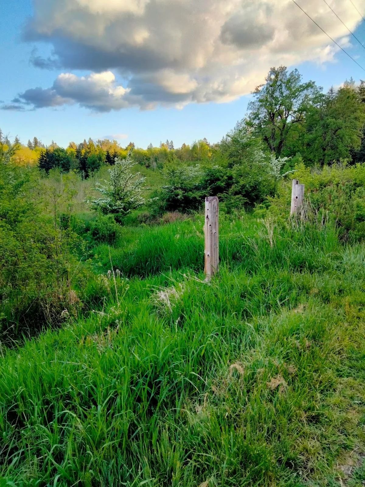 Springwater Corridor Trail - Ask AI | mindtrip