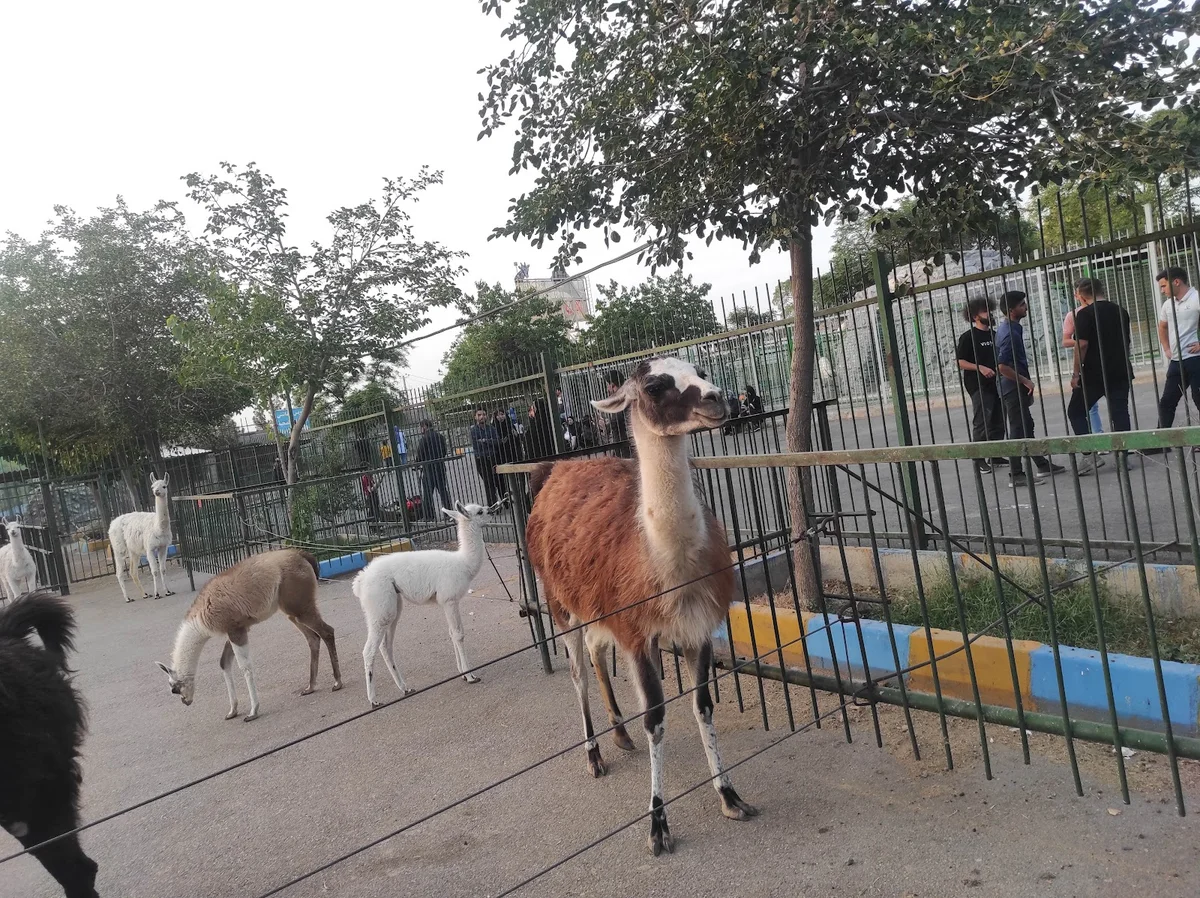 Vakil Abad Zoo in Torghabeh | What to Know Before You Go