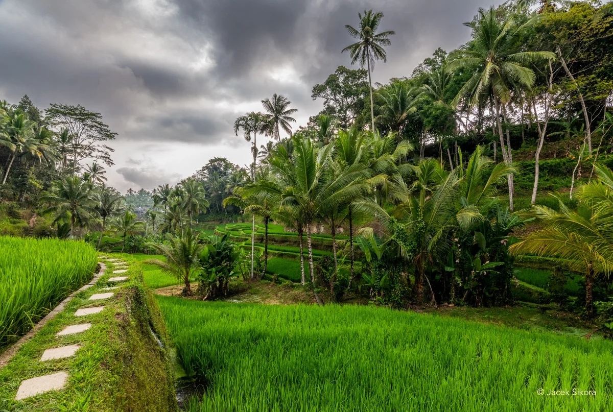 Tegallalang Rice Terrace in Bresela - Ask AI | mindtrip