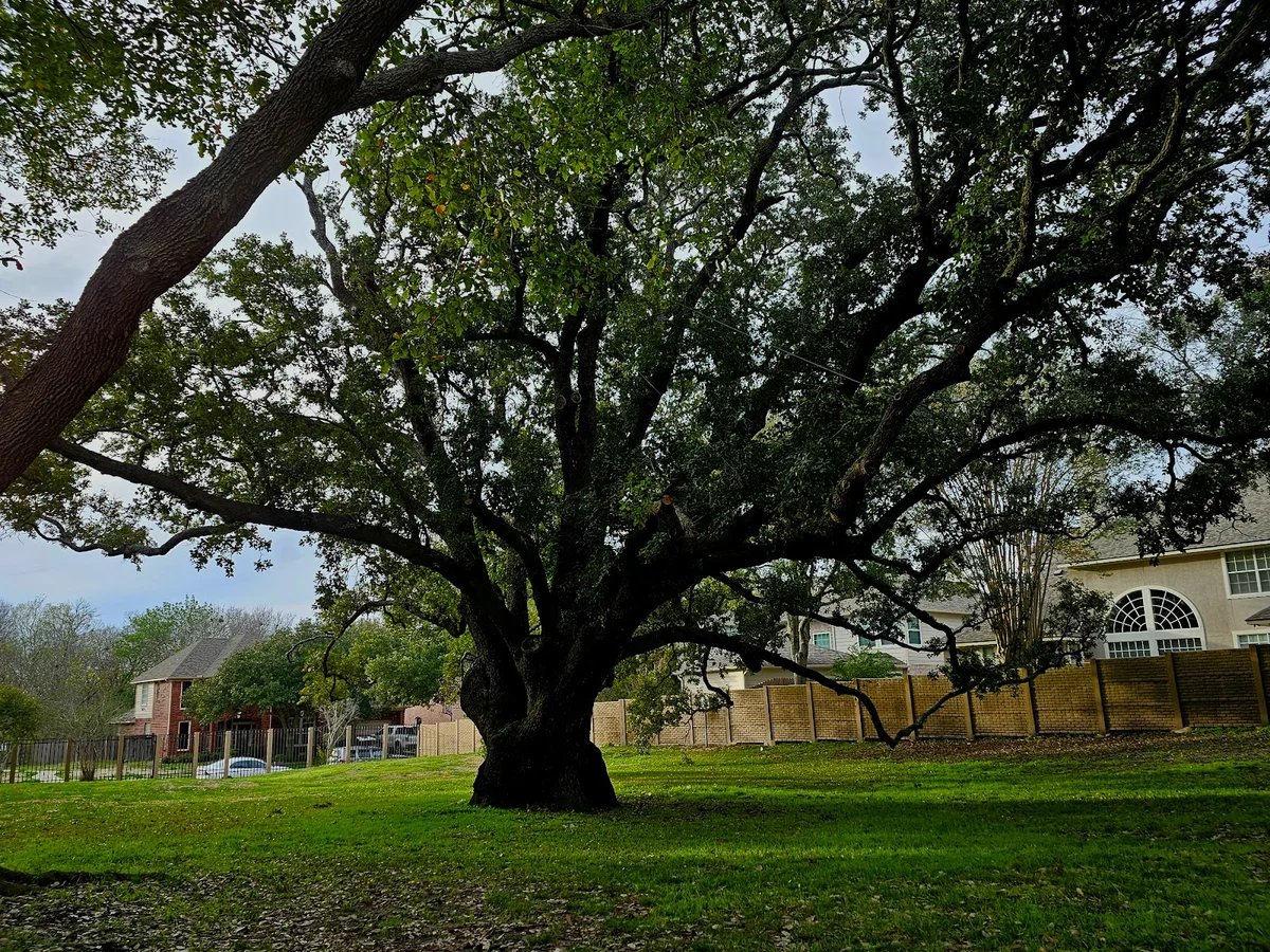 Freedom Tree Park | What to Know Before You Go