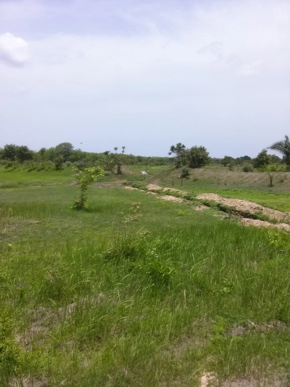 PLANTATION ODEF , FORET DE NAMON | Ask Anything