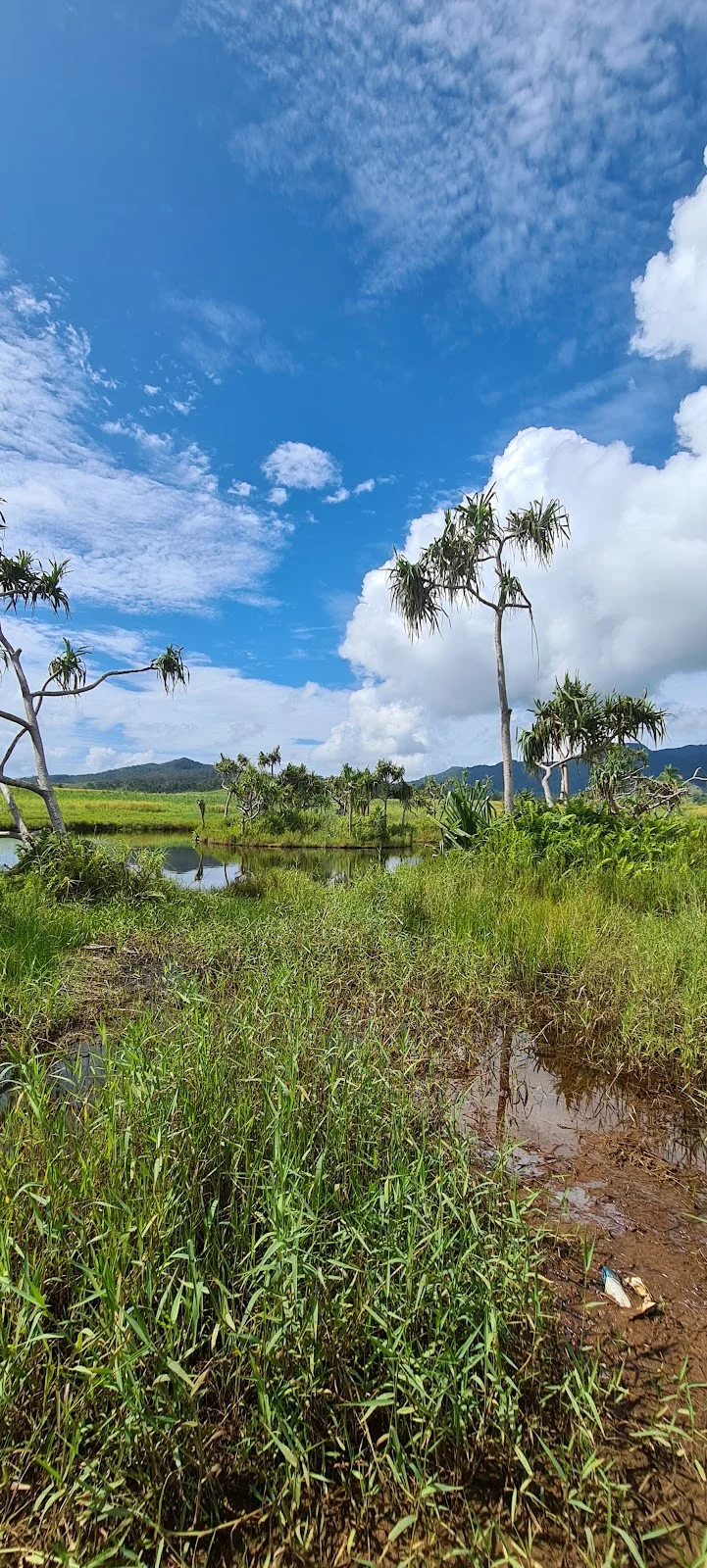 Floating Island in Labasa | What to Know Before You Go