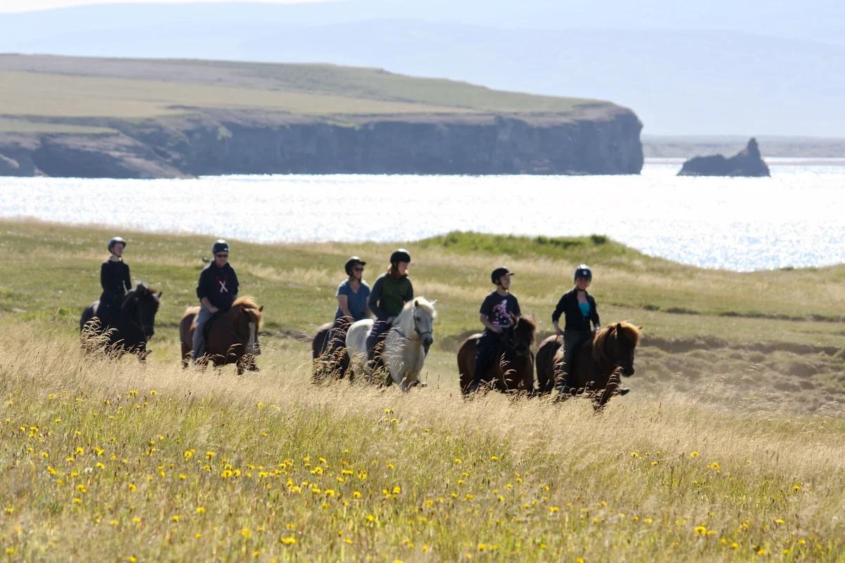 Saltvík Horse Rental in Husavik, Norðurþing | Ask Anything