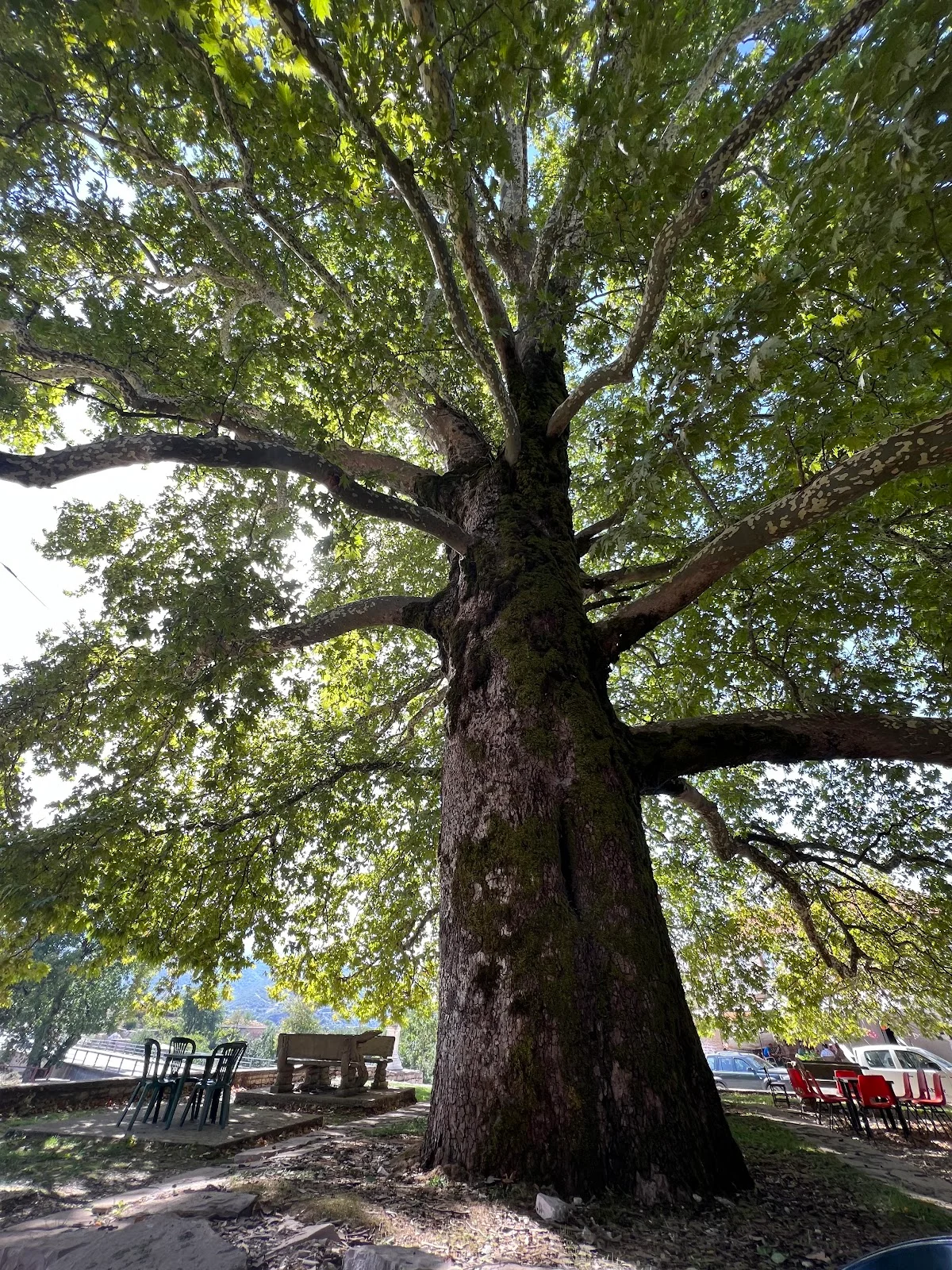 Progonat Historical Plane Tree in Nivica - Ask AI | mindtrip