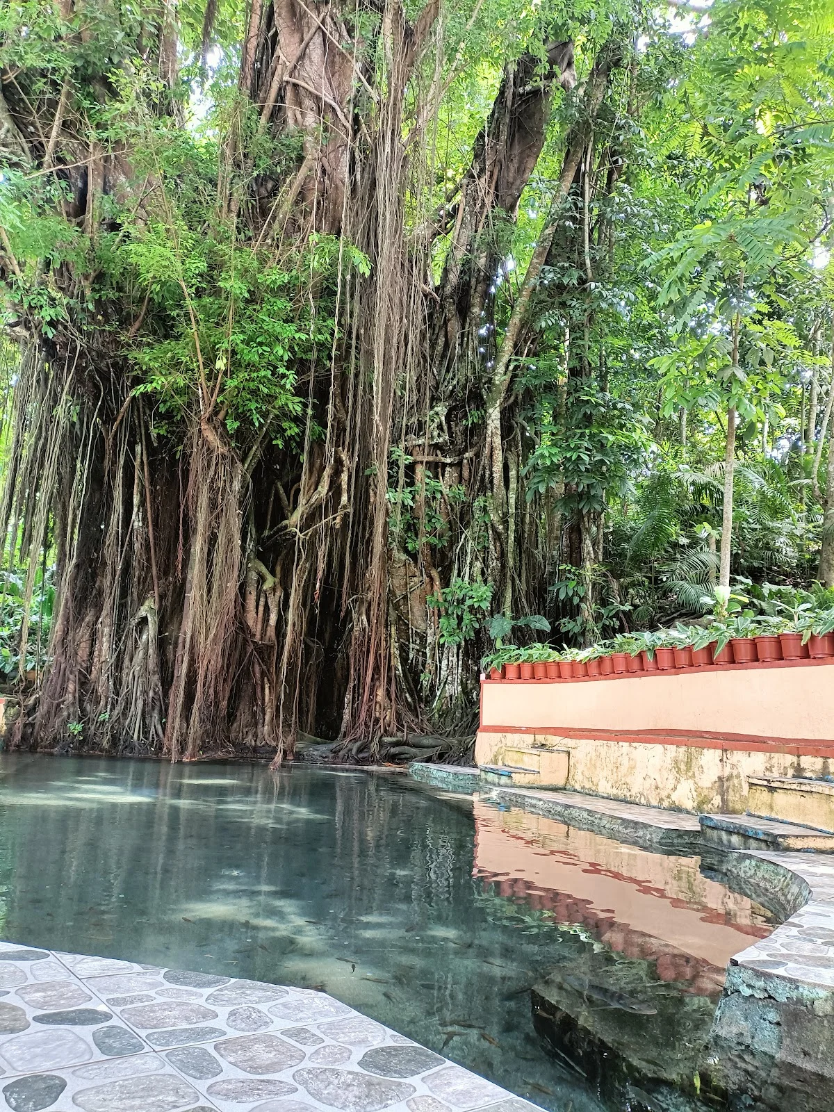 Old Enchanted Balete Tree in Lazi | Ask Anything