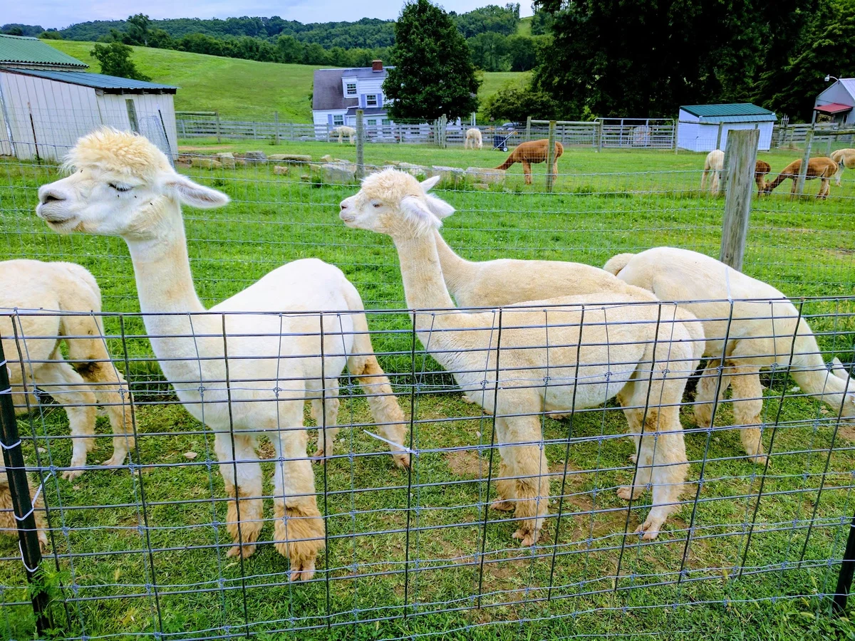 Lippencott Alpacas in Mather - Ask AI | mindtrip