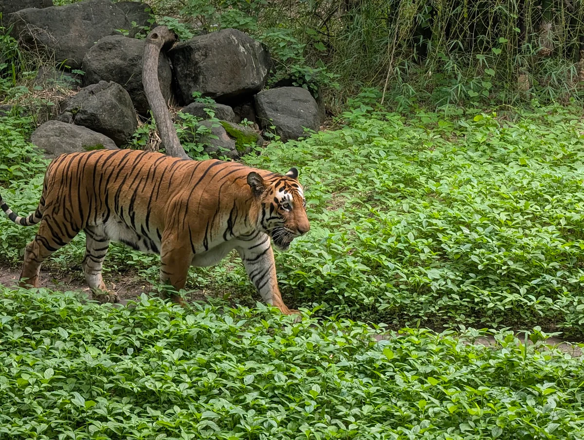 Katraj Snake Park Lake in Pune - Ask AI | mindtrip