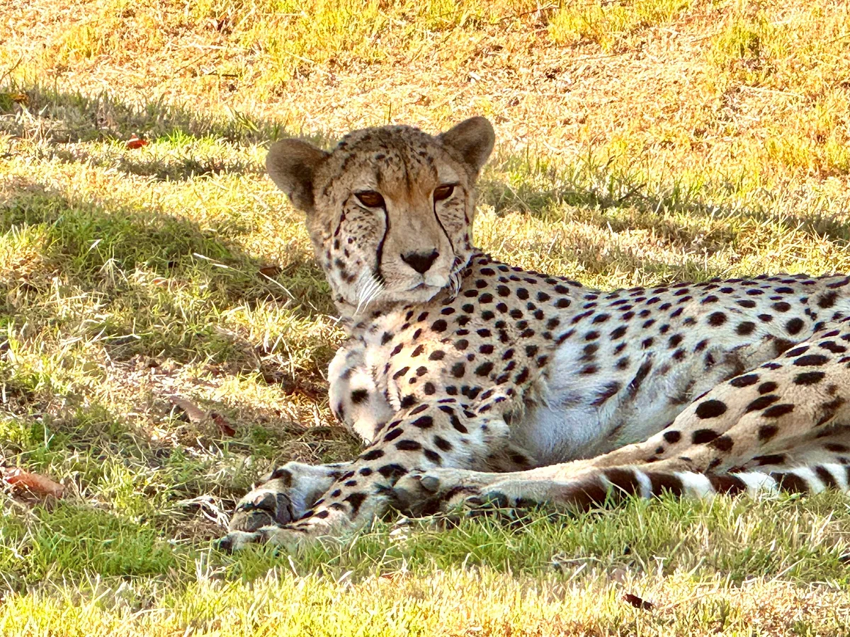 Ashia Cheetah Center in Paarl - Ask AI | mindtrip
