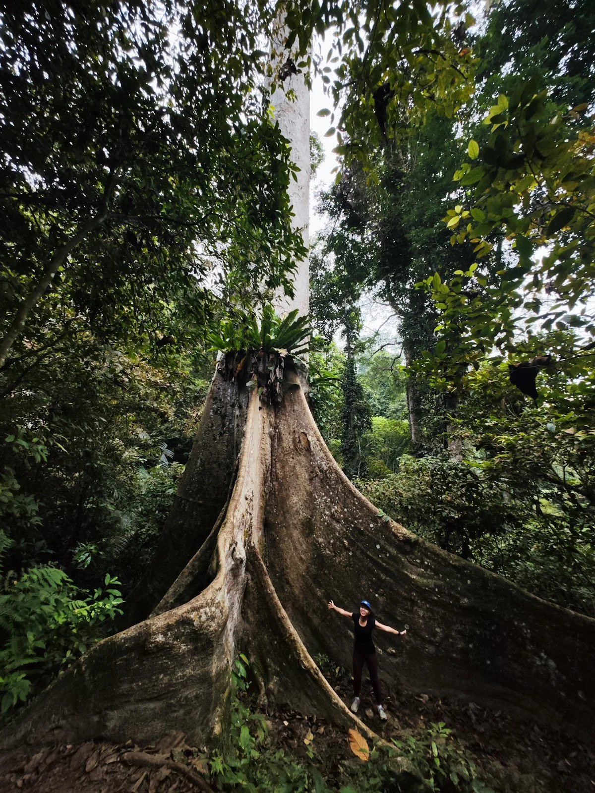 Big Tree in Bukit Mertajam, Penang | Ask Anything