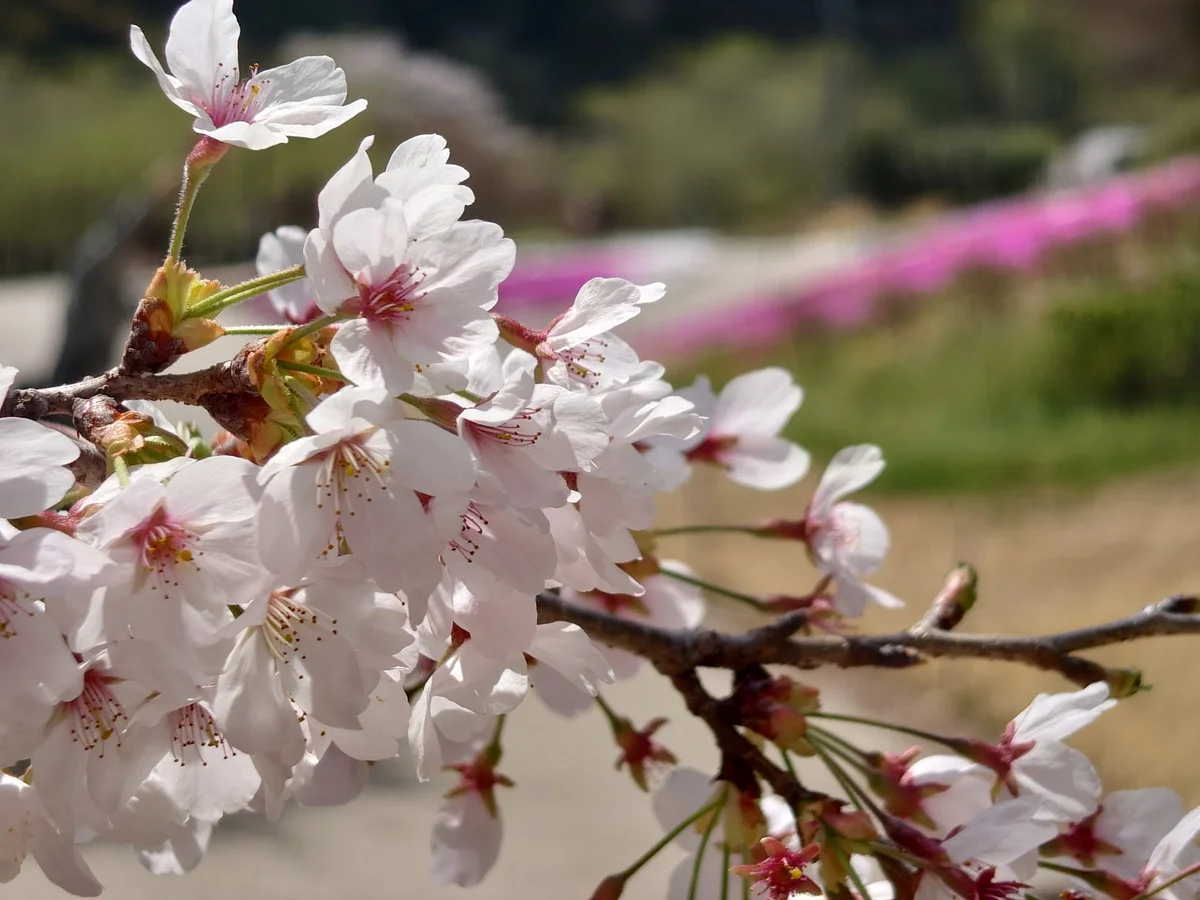 Senmi Shikizakura no Sato - Four Seasons Cherry Blossoms