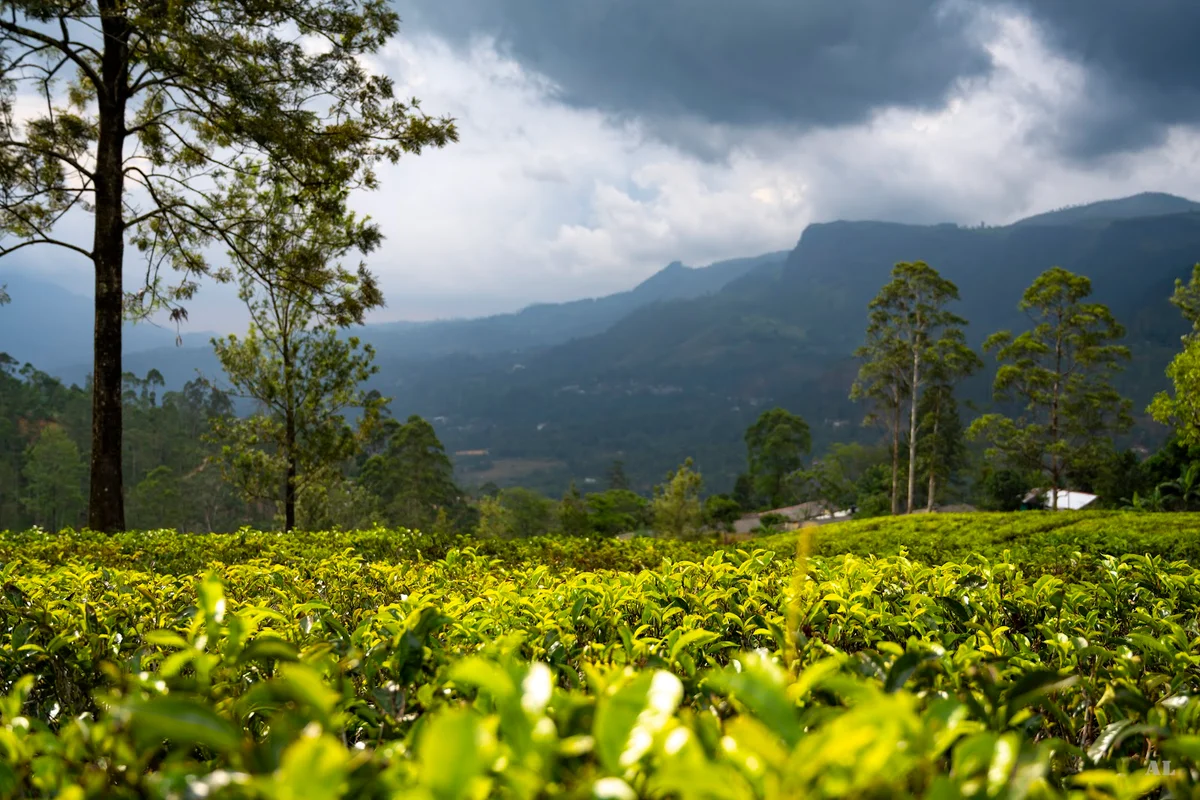 Bluefield Tea Factory | What to Know Before You Go