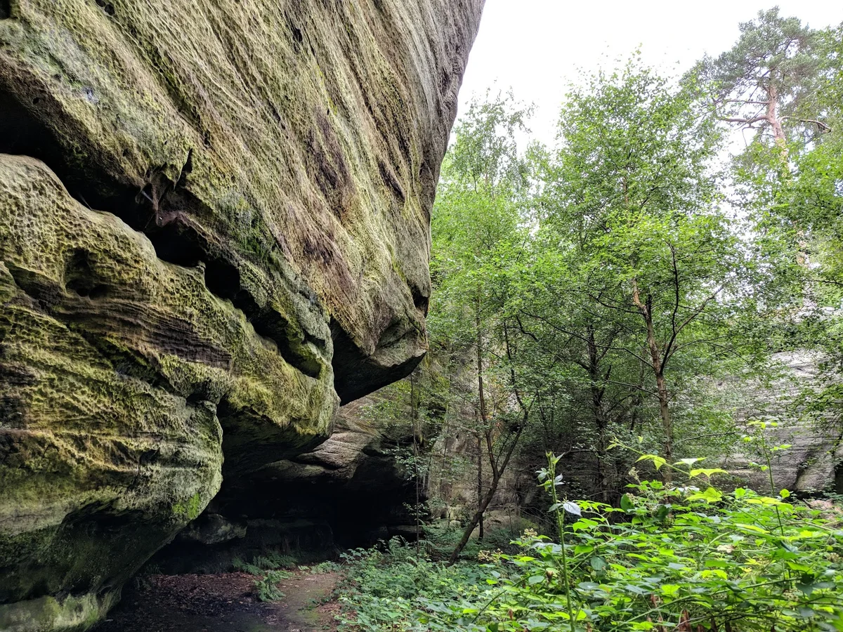 Eridge Rocks Nature Reserve - Sussex Wildlife Trust