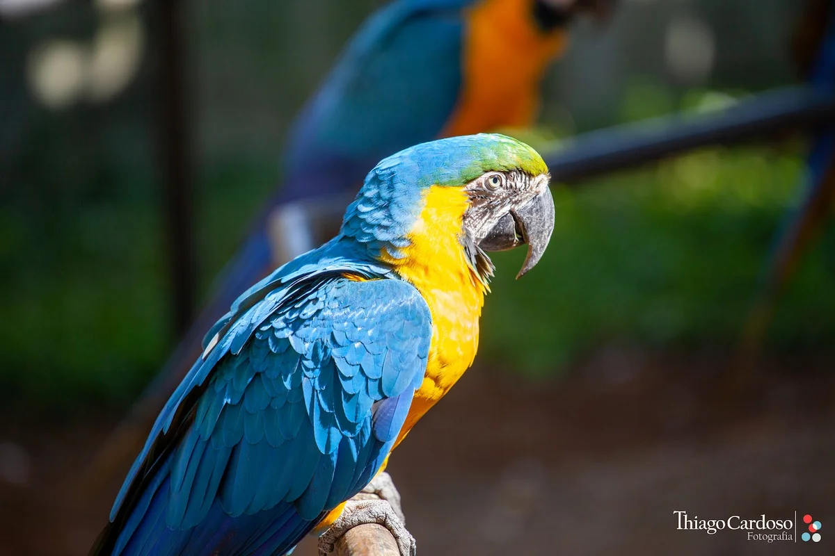 Zoo Bird in Pocos de Caldas | What to Know Before You Go