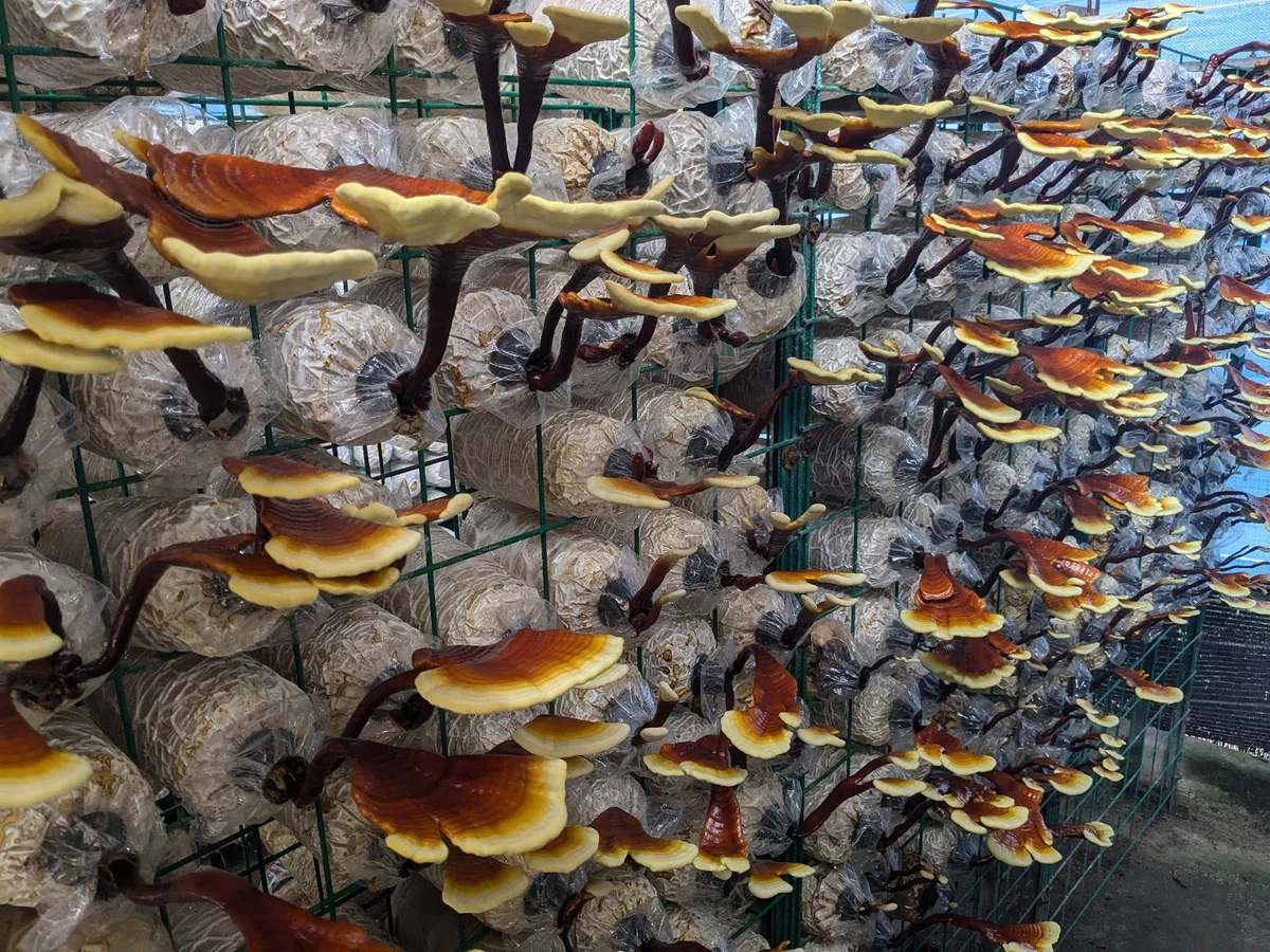 Wonder Farm Mushroom in Taiping, Perak - Ask AI | mindtrip