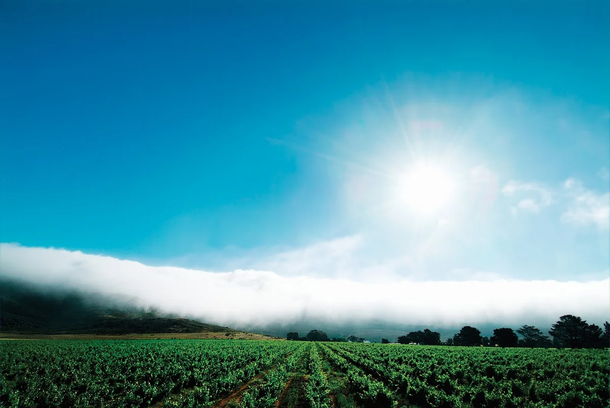 Cloof Wine Estate in Mamre, Western Cape - Ask AI | mindtrip
