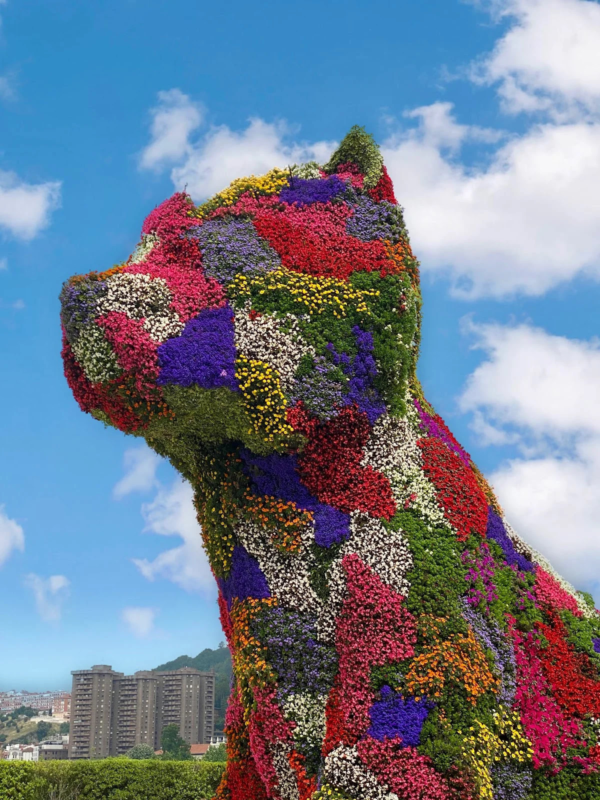 Puppy in Bilbao, Basque Country | What to Know Before You Go