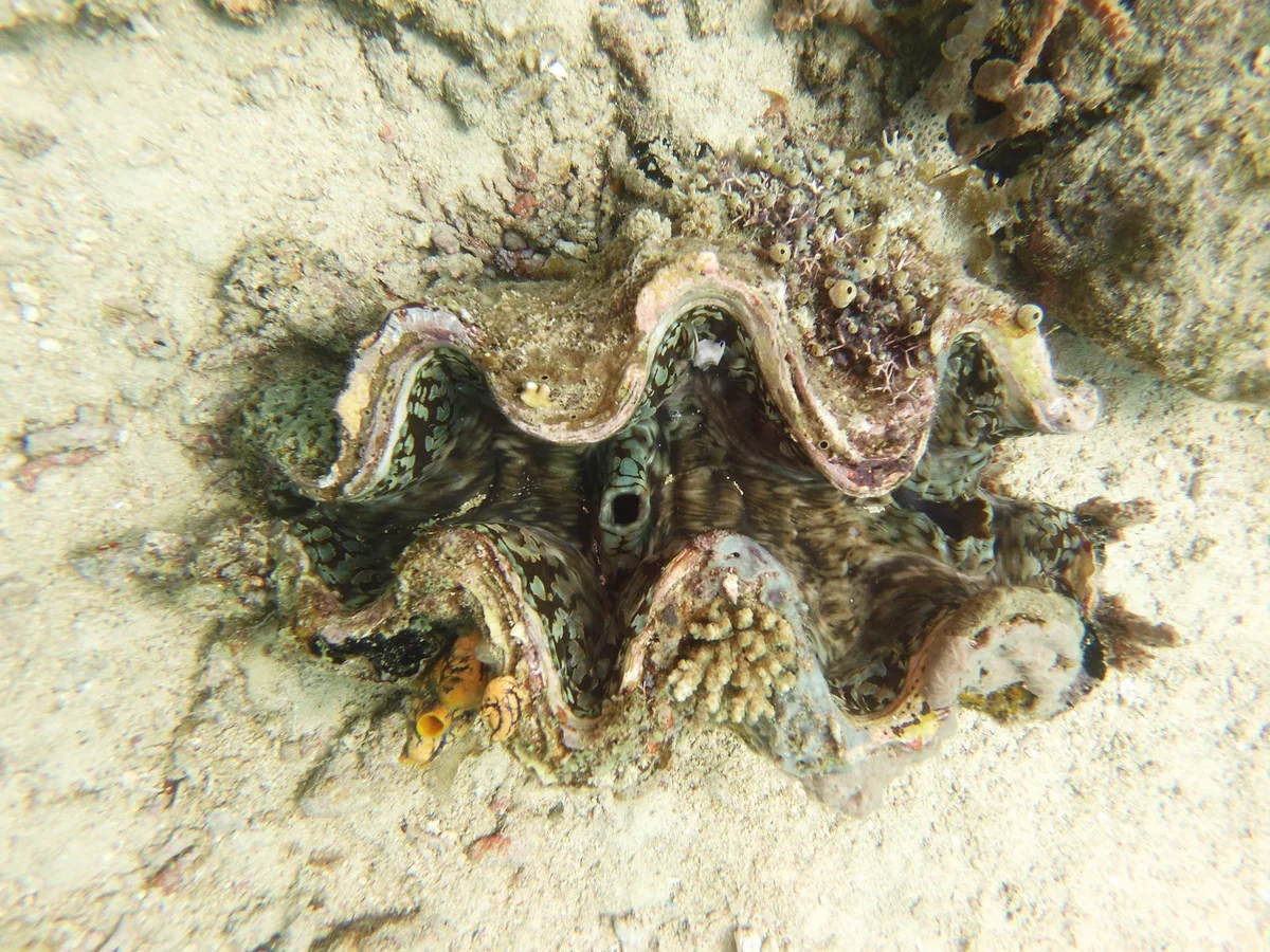 Giant clam shell in Puerto Galera - Ask AI | mindtrip