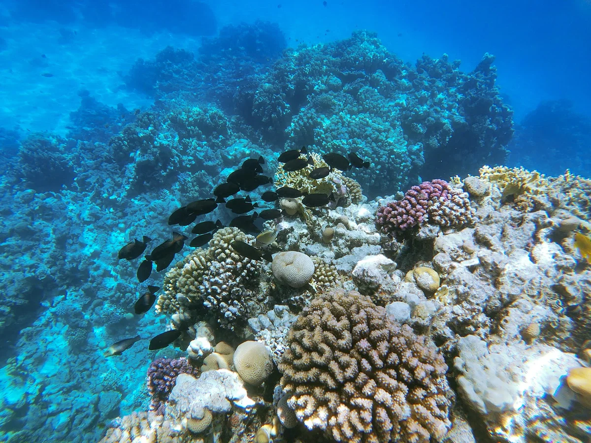 Temple Reef in Sharm El Sheikh | Ask Anything
